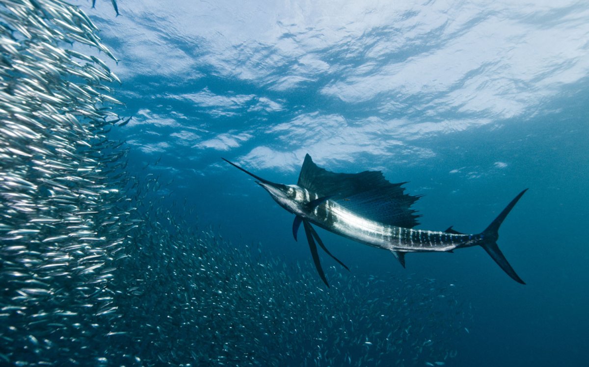 Марлин рыба