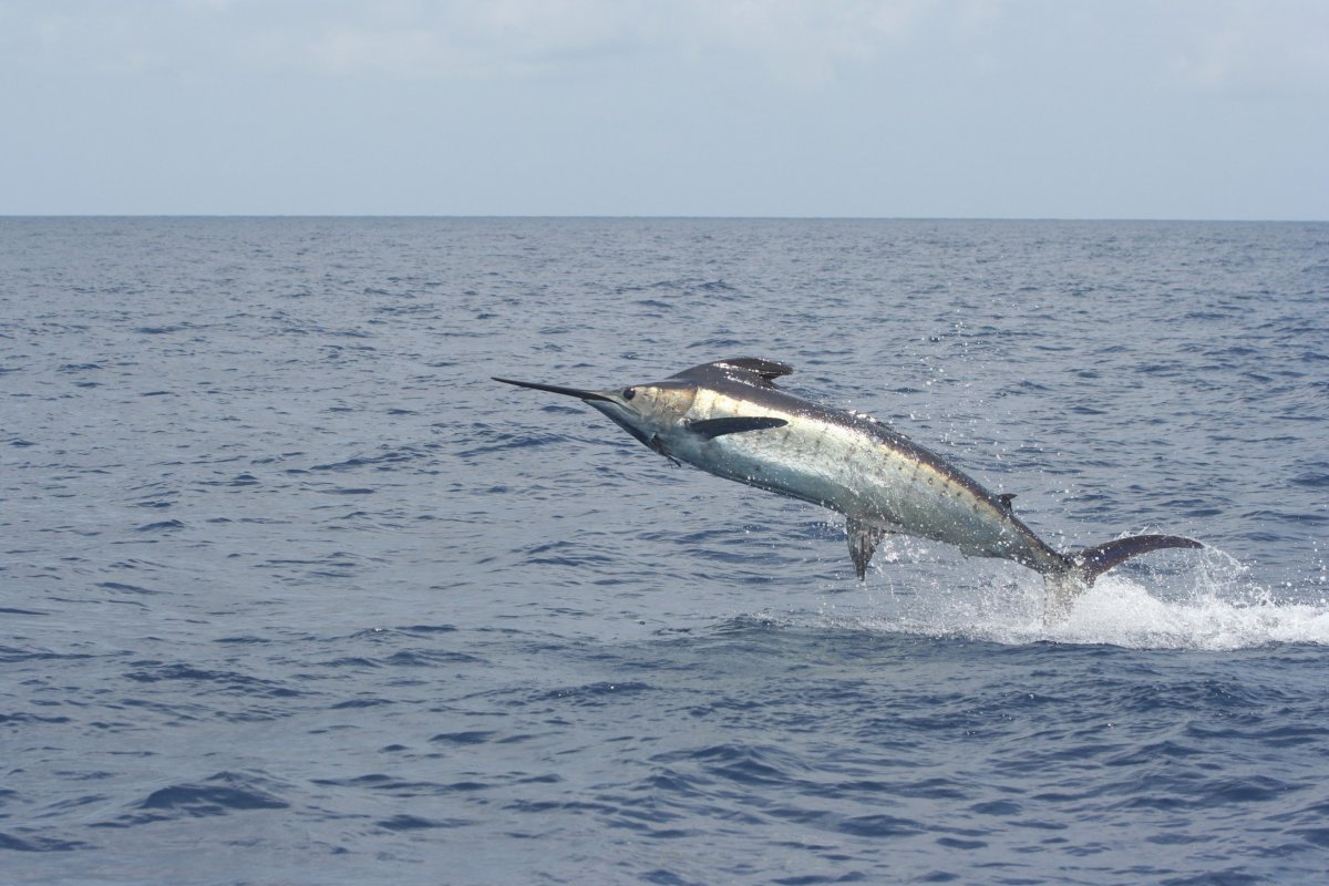 Рыба меч чучело