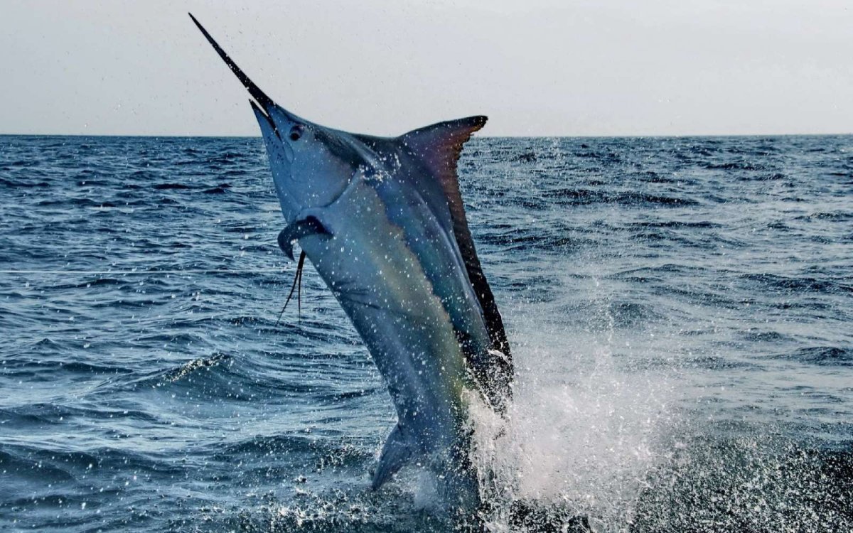 Рыба меч и акула