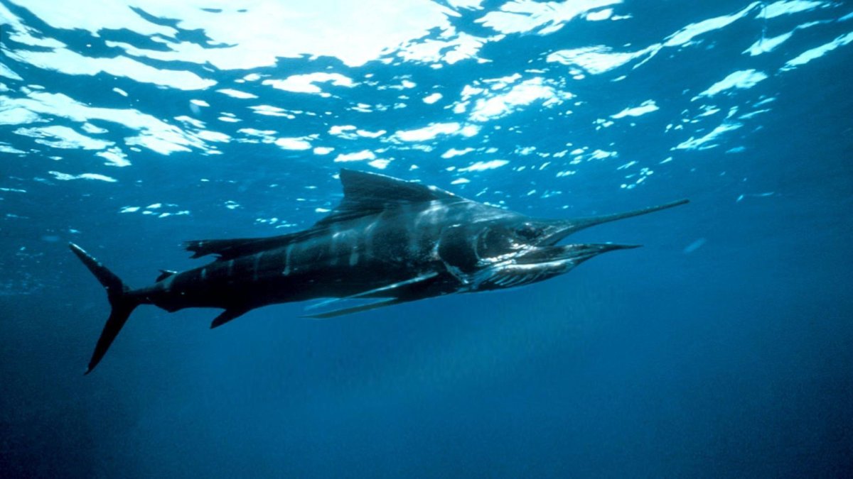 Swordfish brand линейка