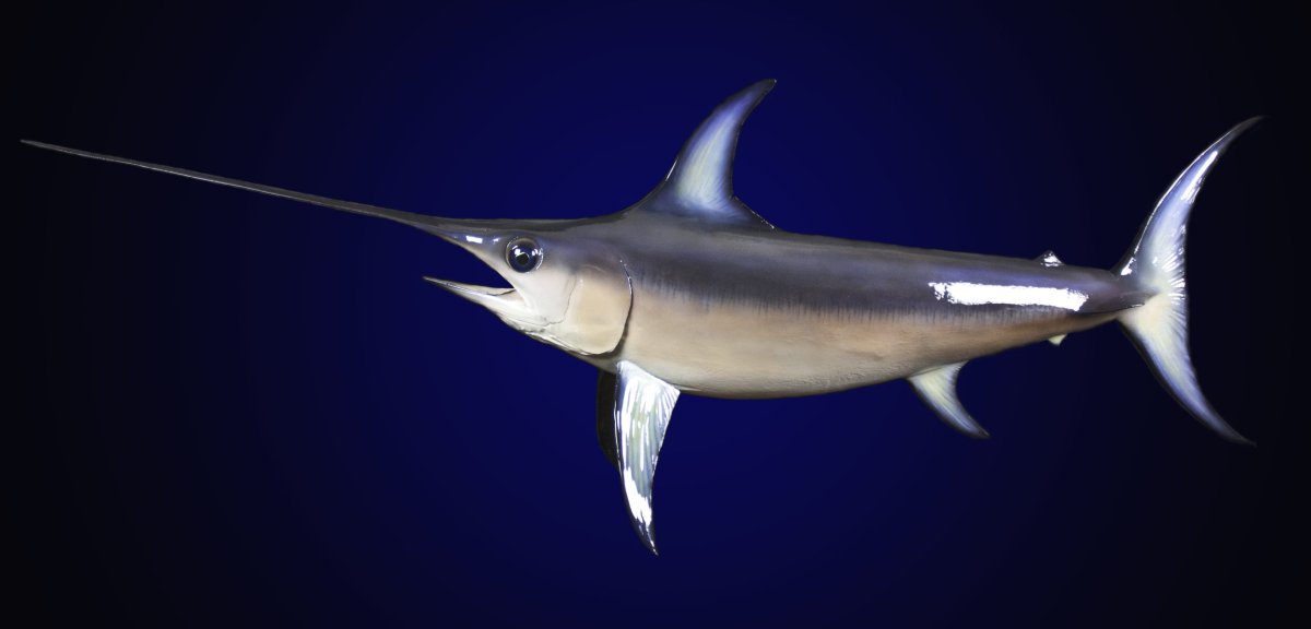 Рыба меч и Марлин