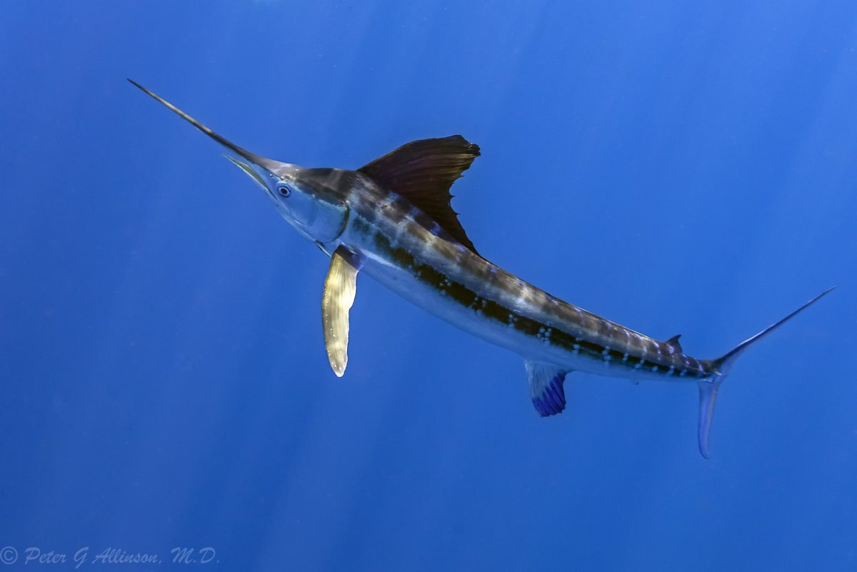 Парусник рыба Марлин