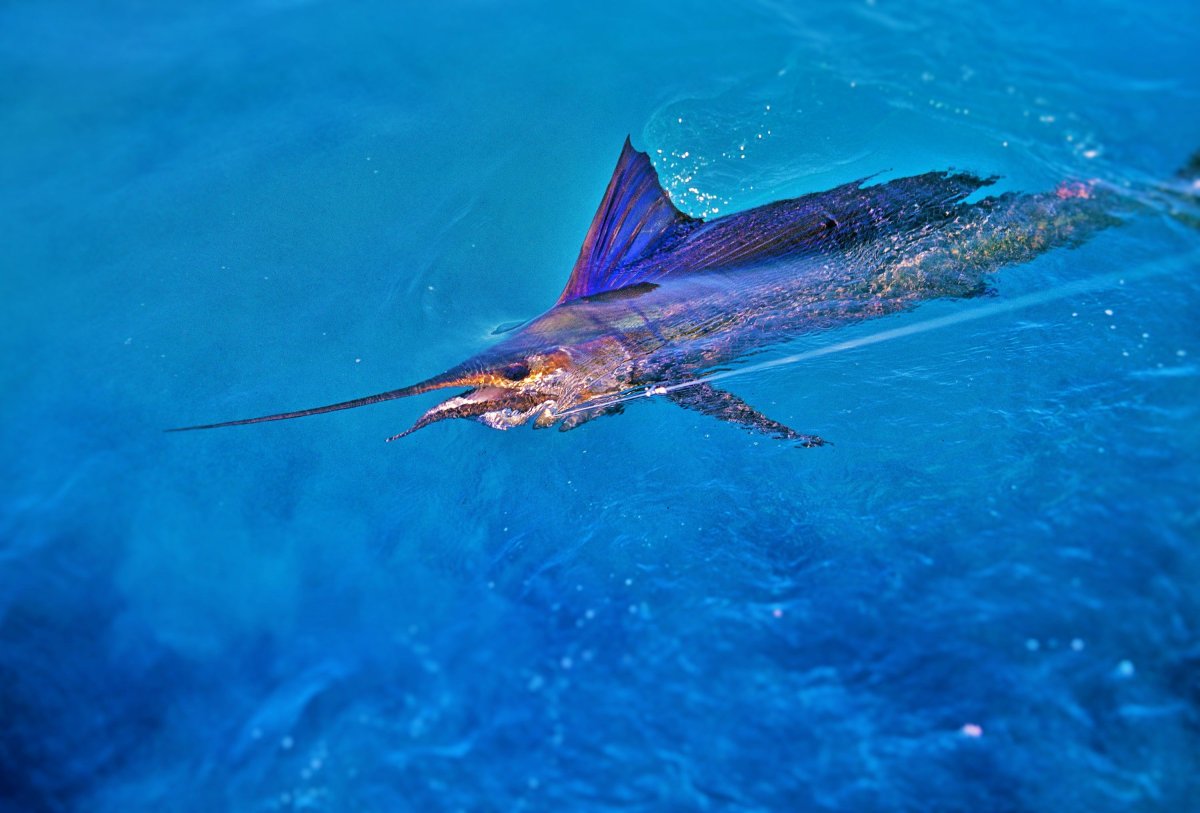 Атлантический голубой Марлин