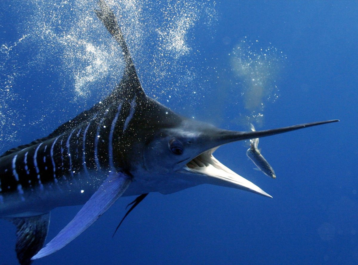 Рыба меч или Марлин