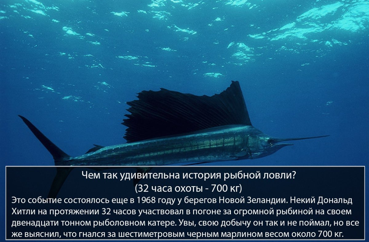 Xiphias Gladius меч-рыба