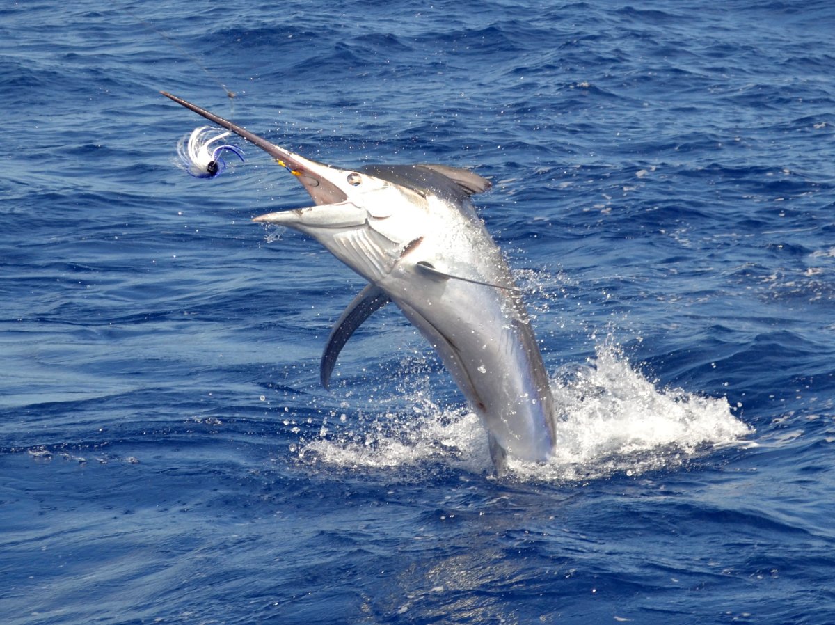 Марлин рыба