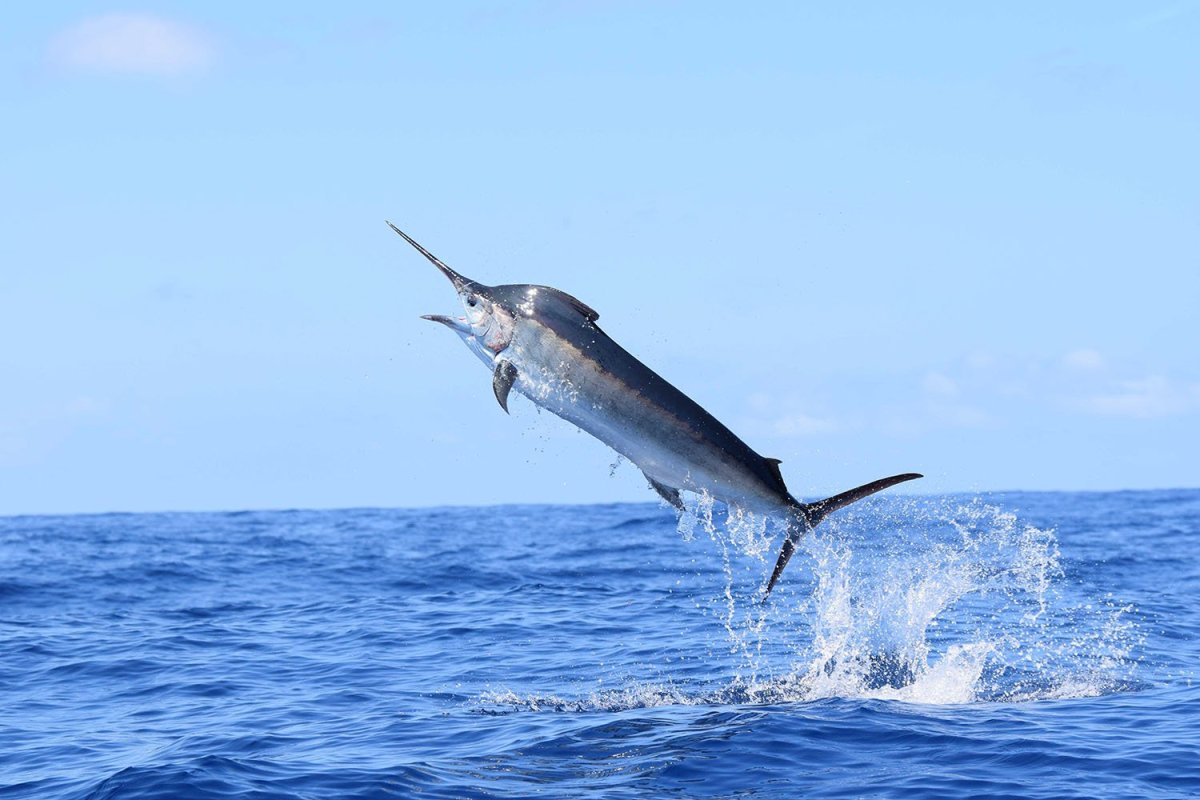 Парусник рыба Марлин