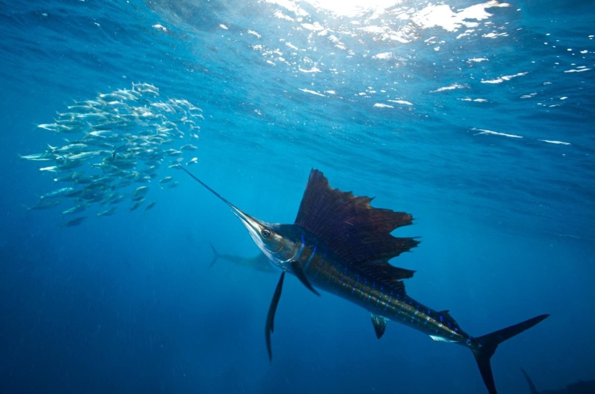 Рыба парусник малек