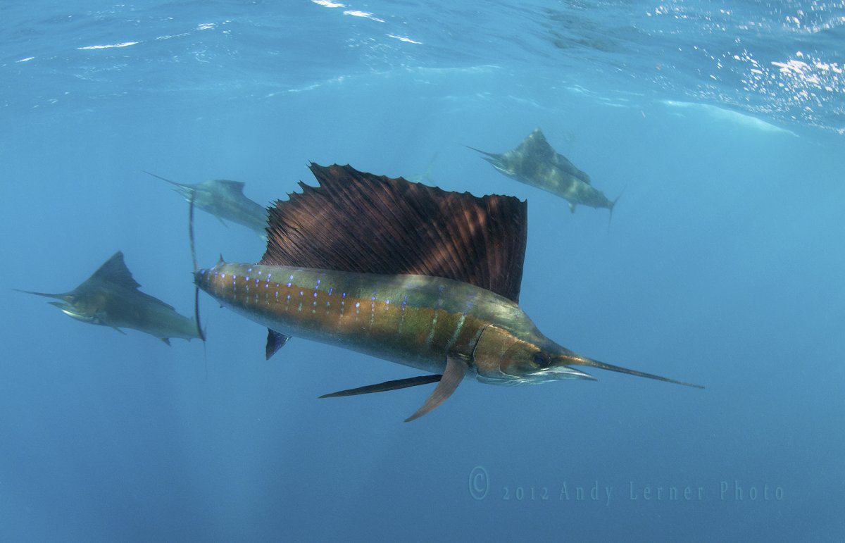 Парусник рыба Марлин