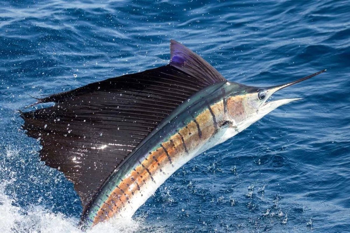 Дальневосточная рыба меч