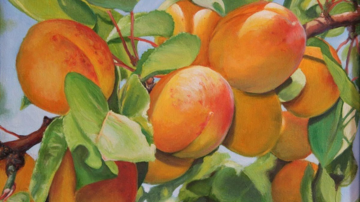 Абрикос половинка