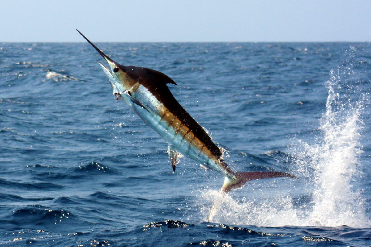 Индо-Тихоокеанский парусник