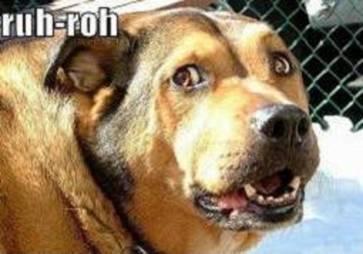 Наглая собака