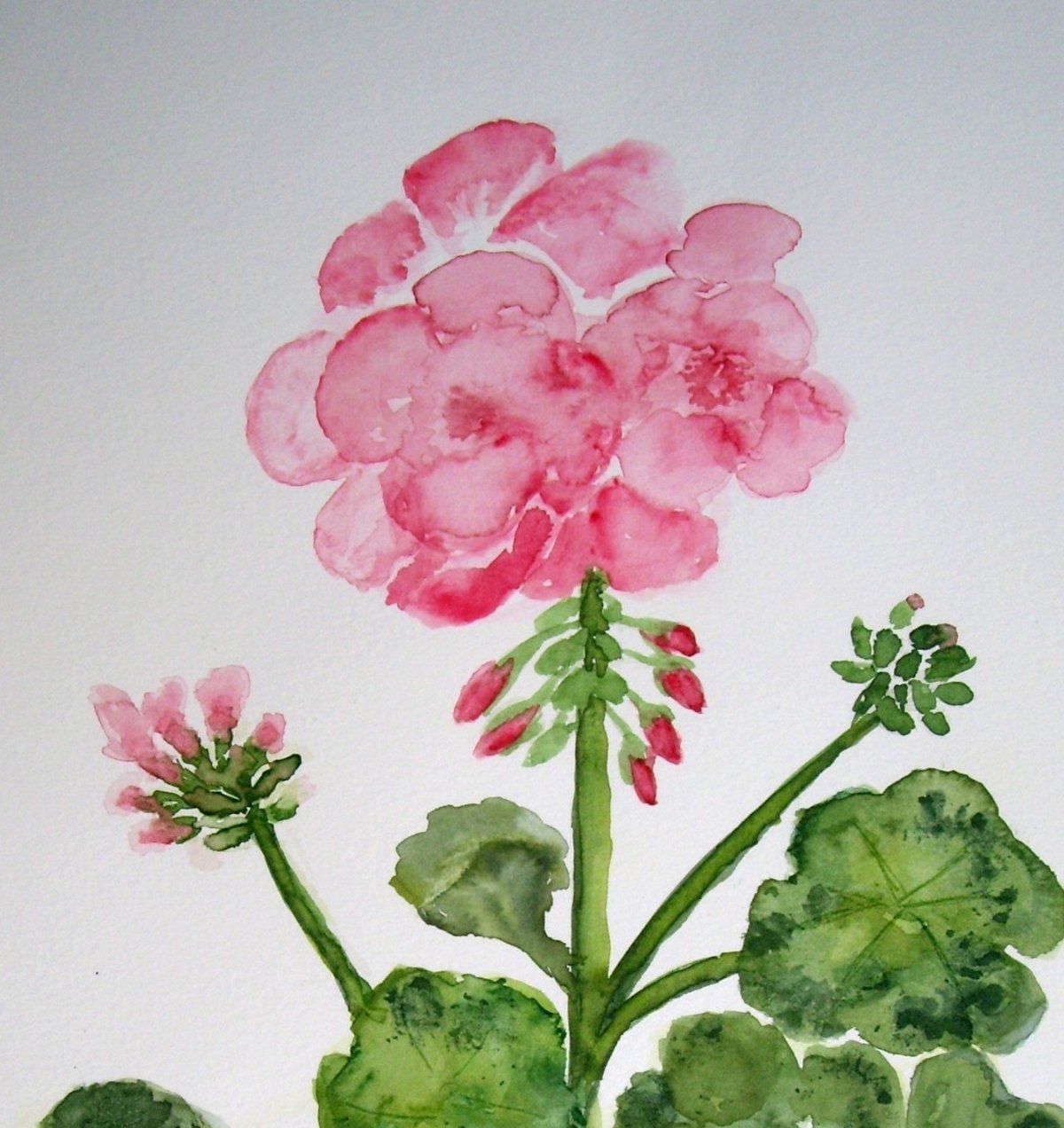 Рисование герань в средней группе