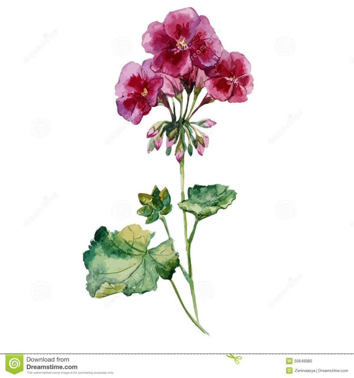 Герань Полевая акварель