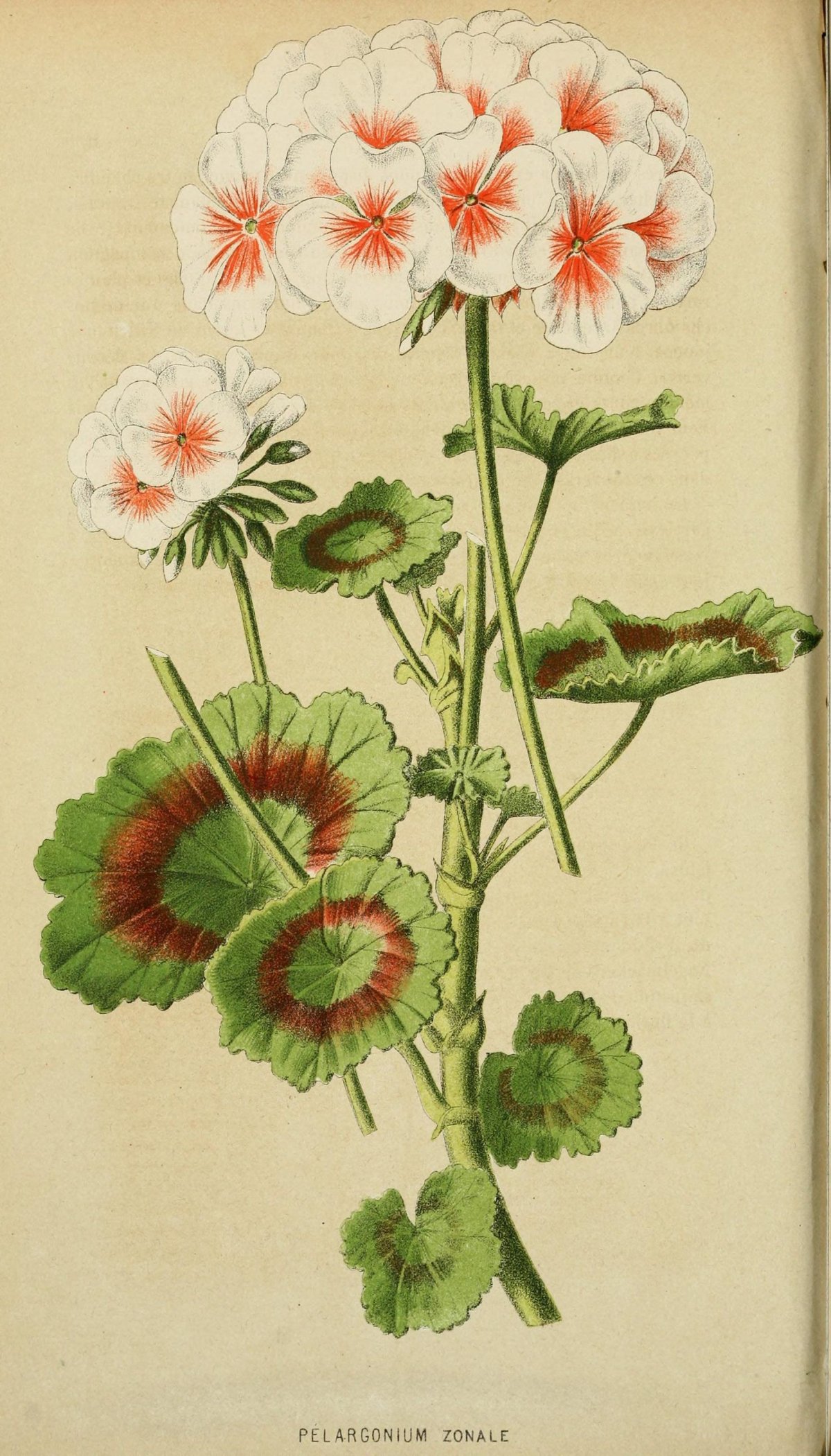 Пеларгония зональная Ботаническая иллюстрация
