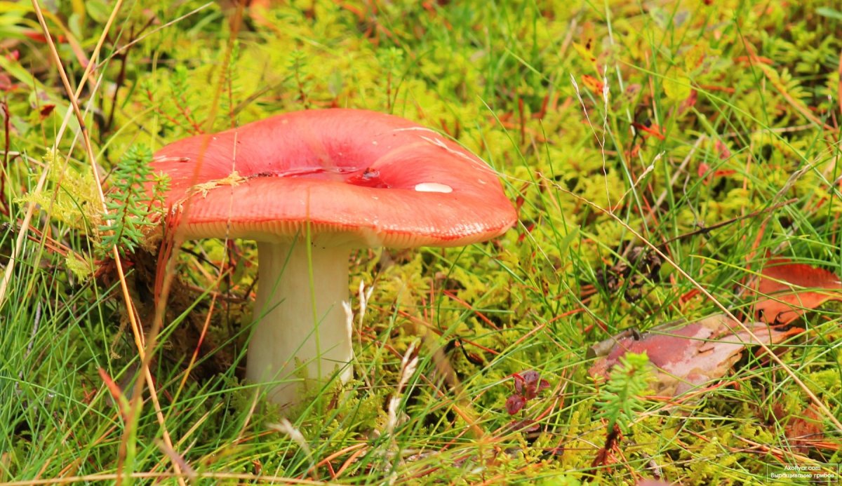 Сыроежка разнопластинчатая