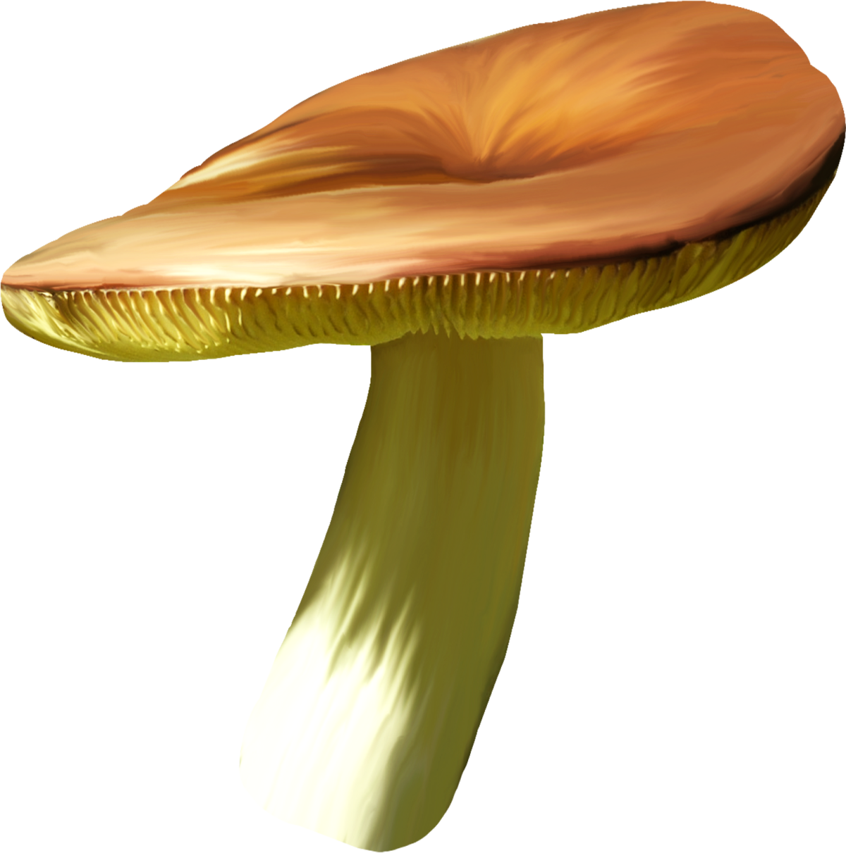 Сыроежка на белом фоне