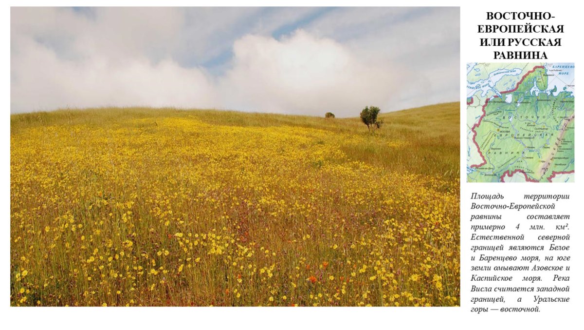 Растения Восточно европейской равнины