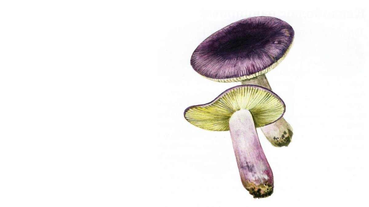 Гриб сыроежка на белом фоне