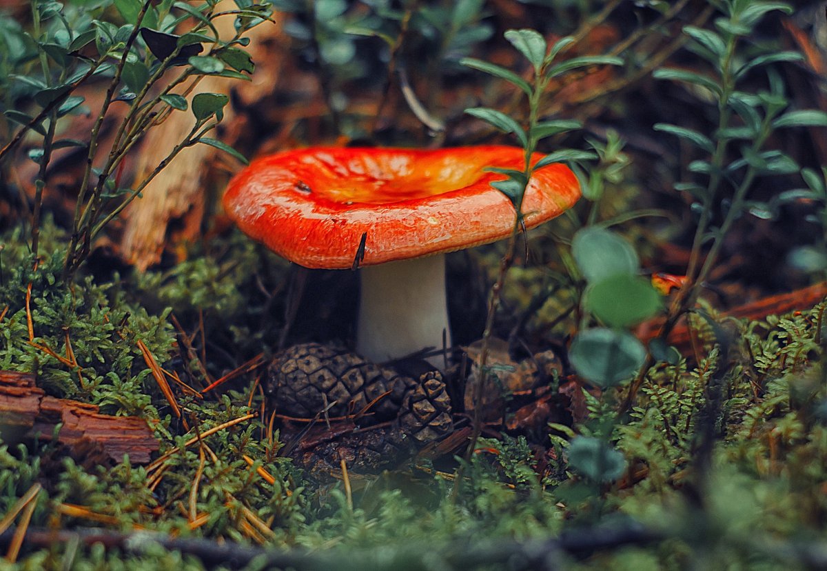 Лесная сыроежка