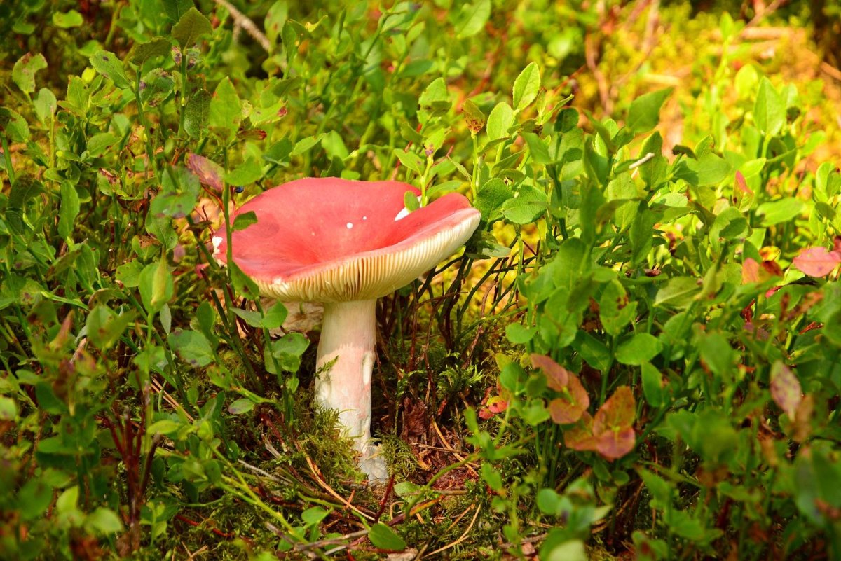Сыроежка розовая Russula rosea
