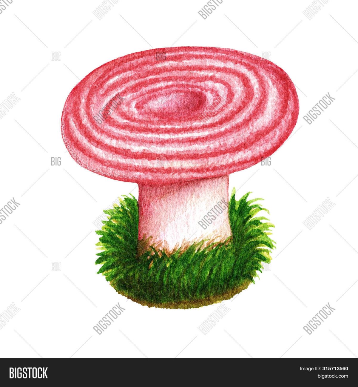 Сыроежка на белом фоне