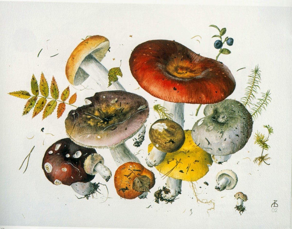 Ботаническая живопись акварелью грибы