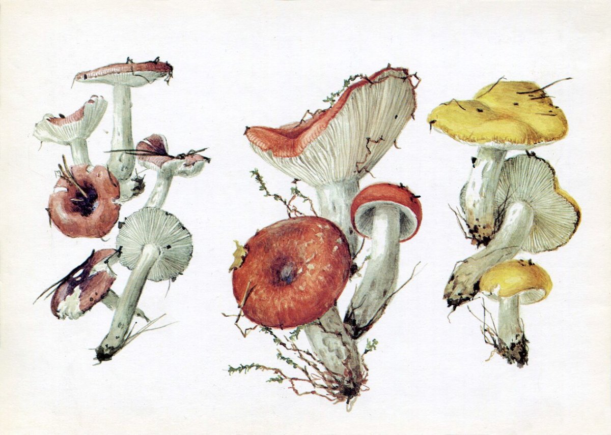 Сыроежка гриб