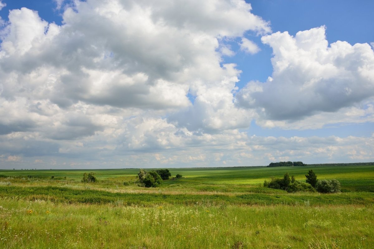 Прокопьевский район лес луг степь