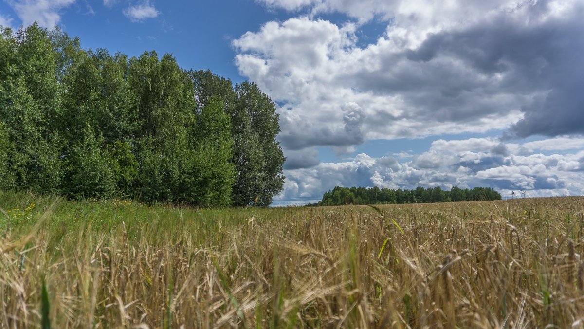 Холм Среднерусская возвышенность