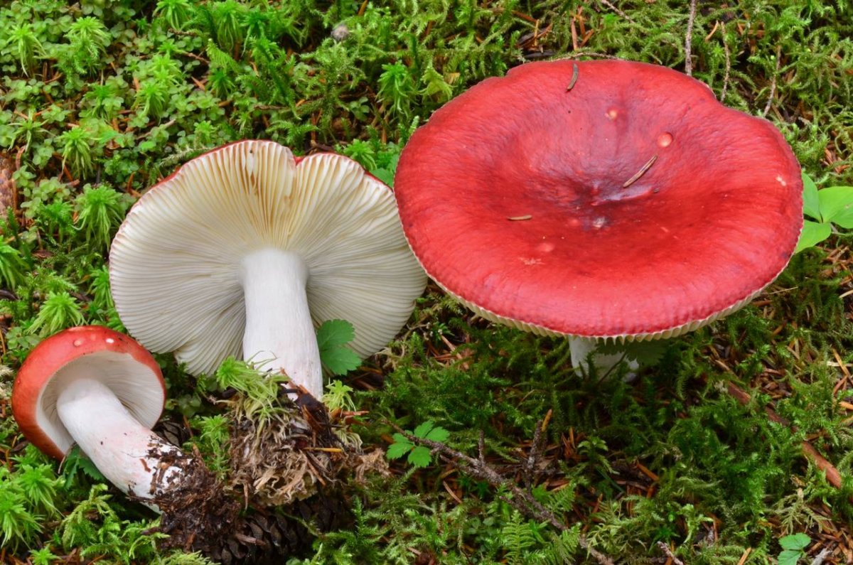Russula erythropus