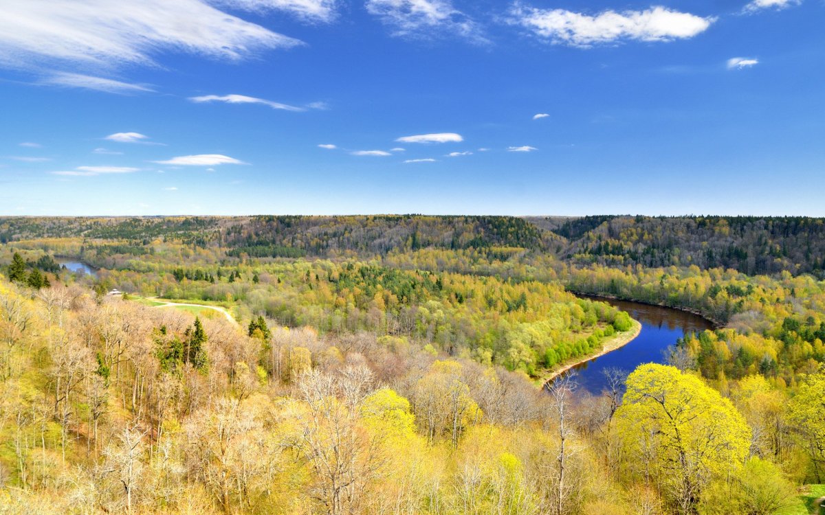 Восточно европейская равнина лес
