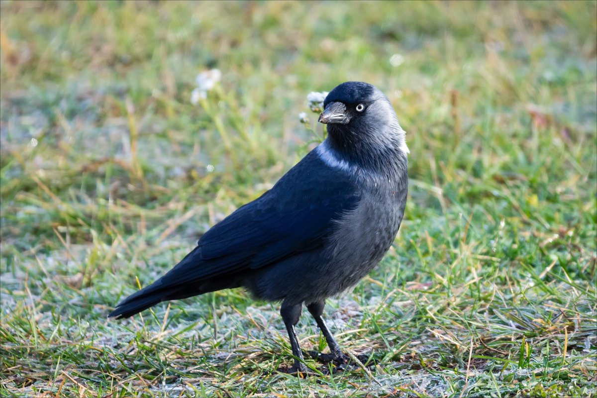 Болотная Галка