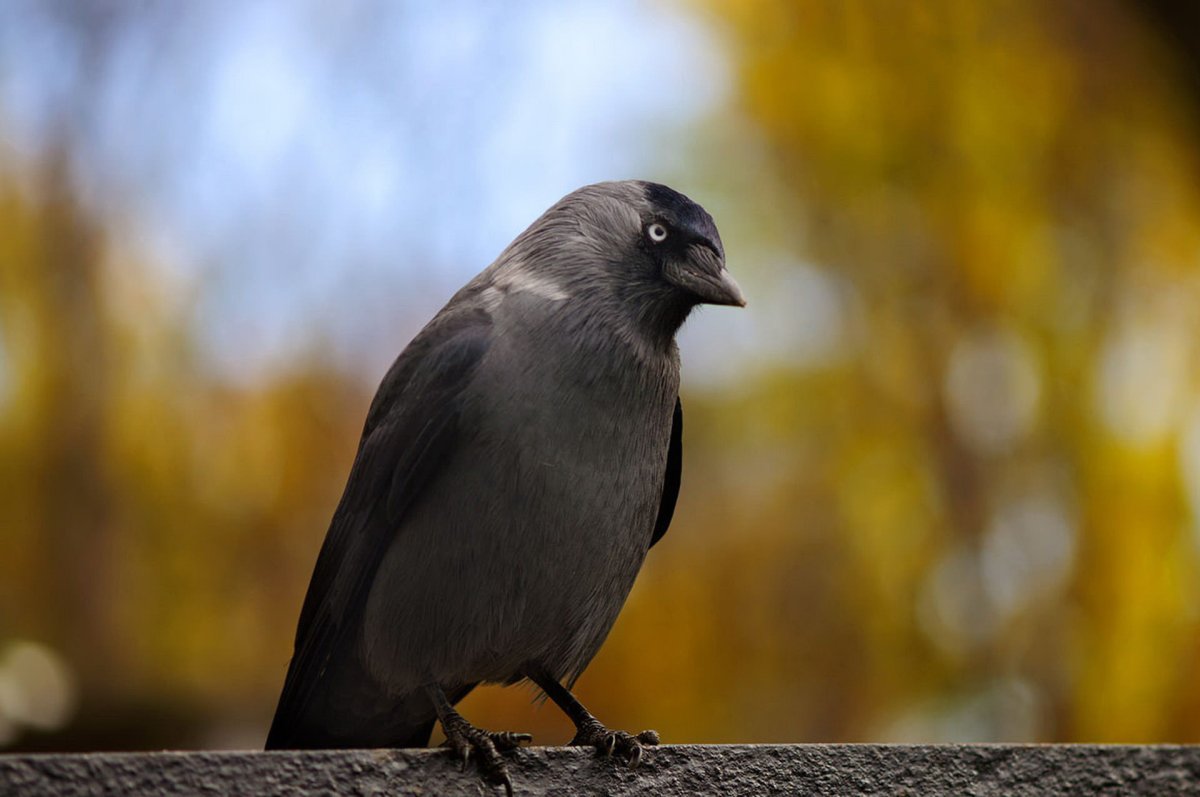 Красивая Галка