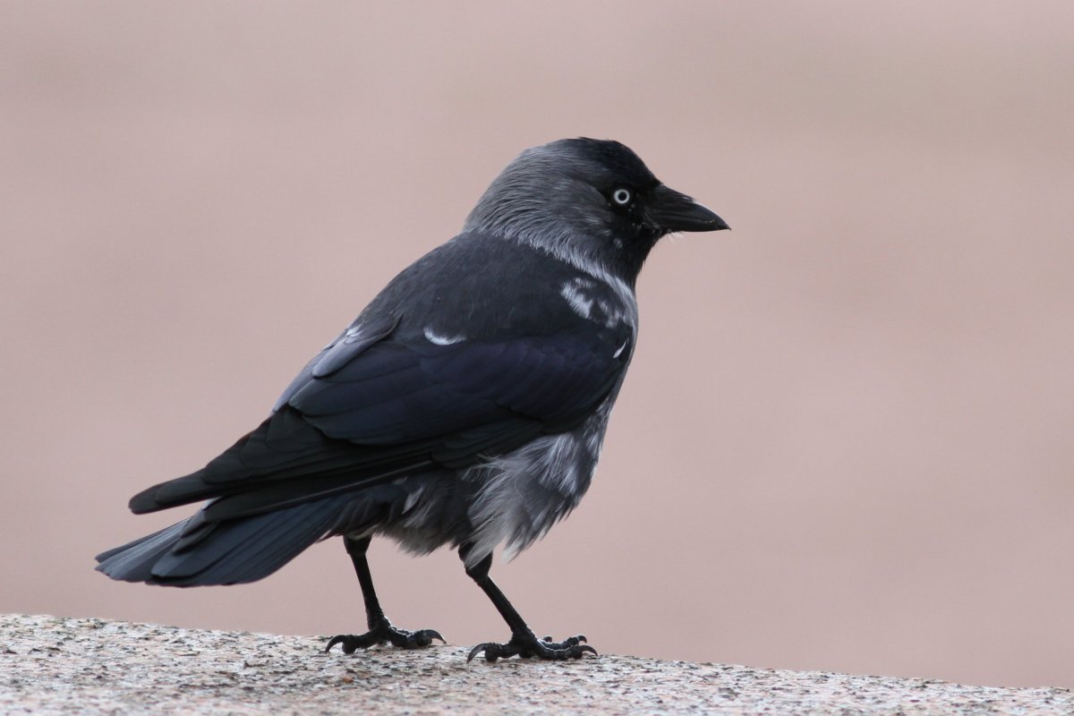 Га́лка (лат. Coloeus monedula, syn. Corvus monedula)