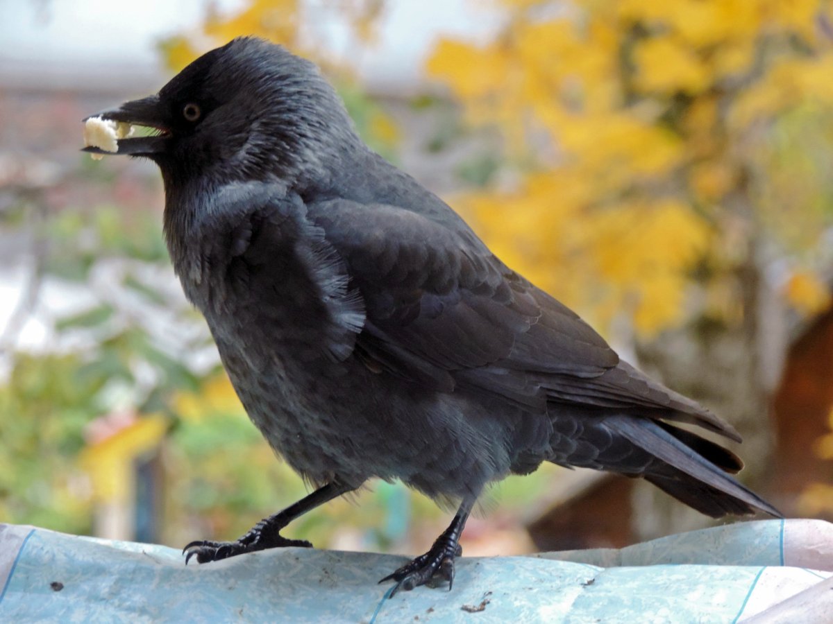 Леонид Галка