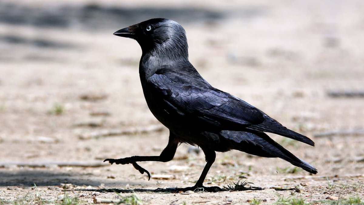 Галка самка