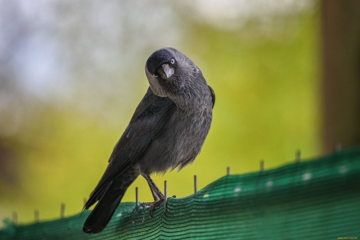 Галка каркает