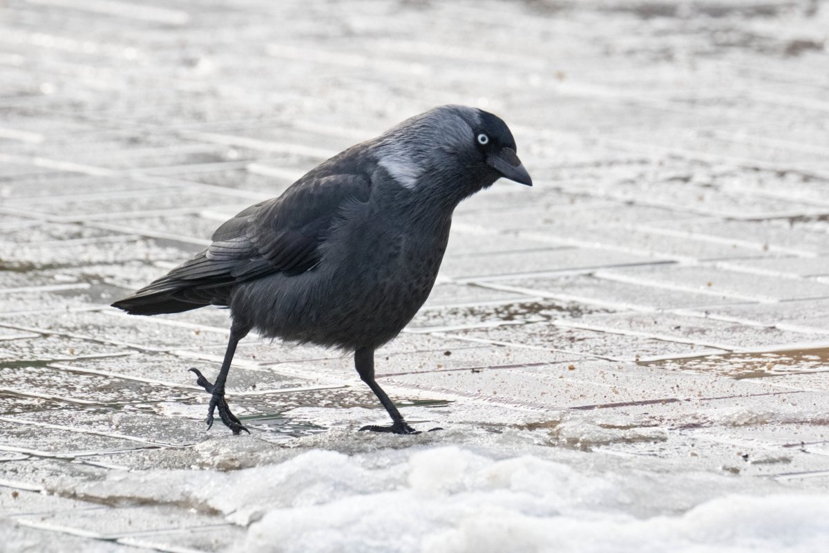 Птицы Кубани Галка