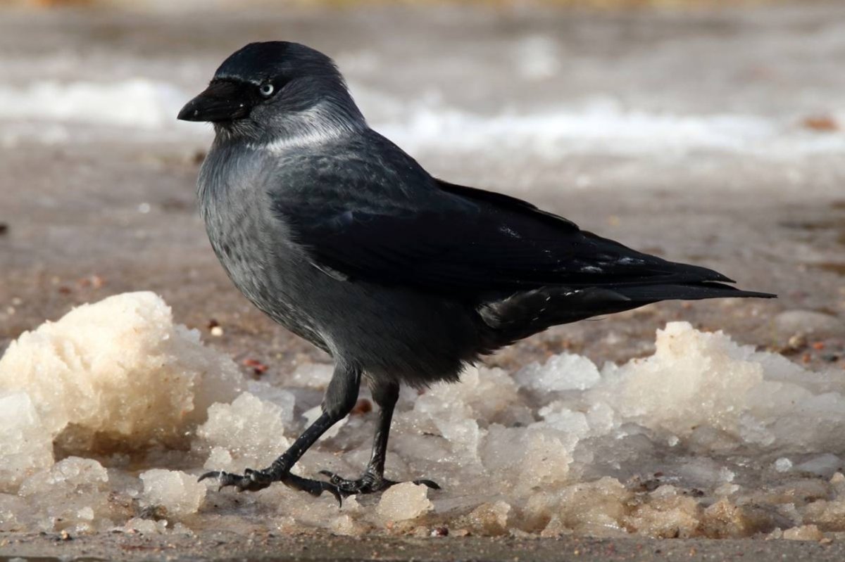 Coloeus monedula Галка