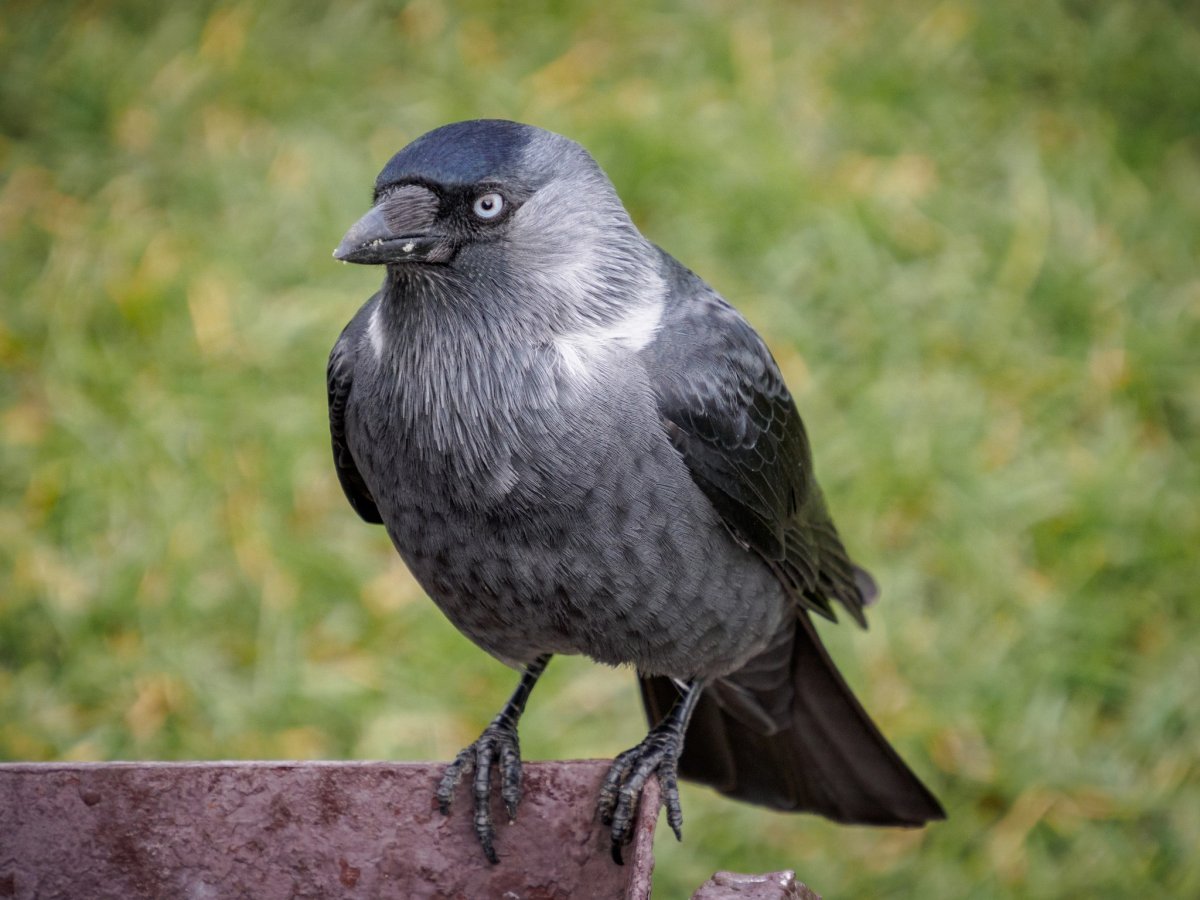 Галка Московской области