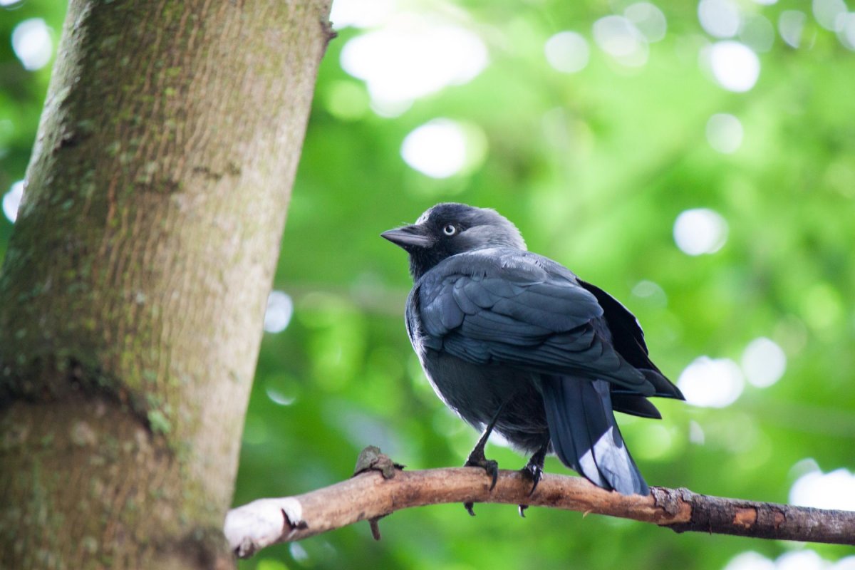 На иве Галка