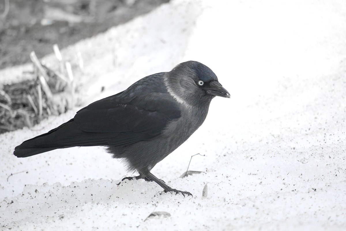 Зимующие птицы Галка