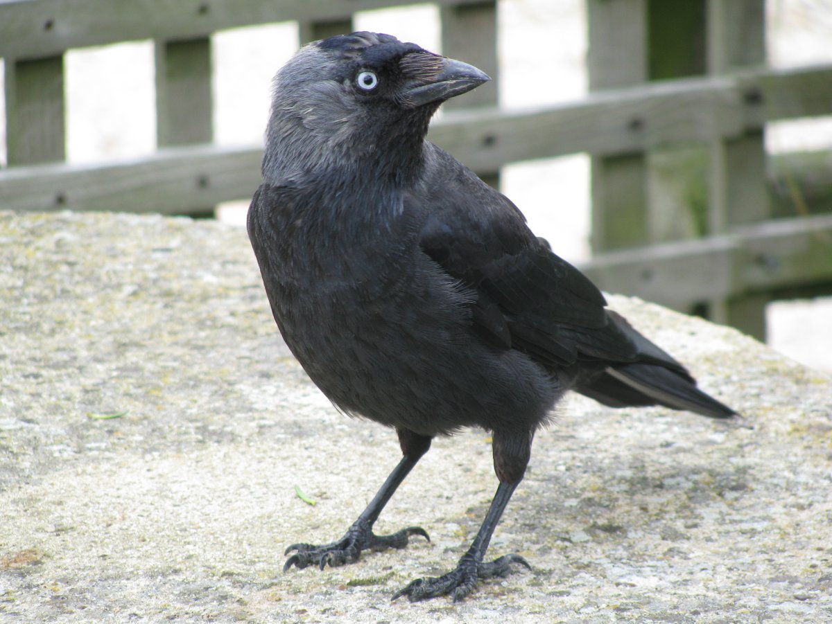 Галки Эстетика