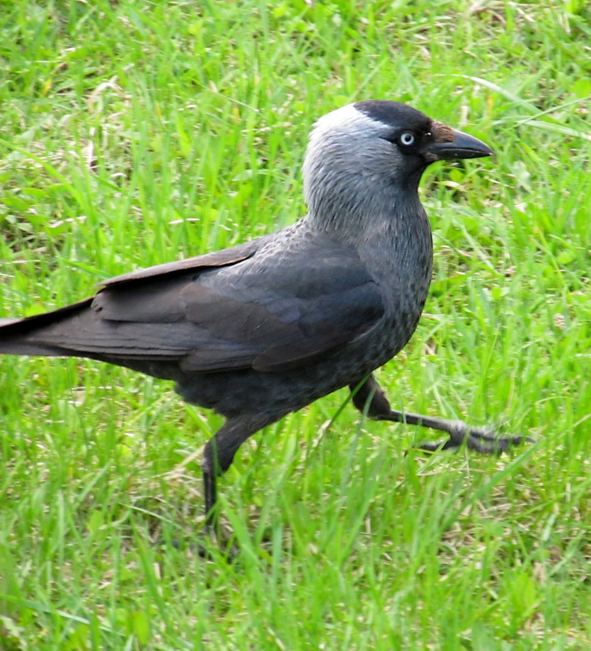 Болотная Галка