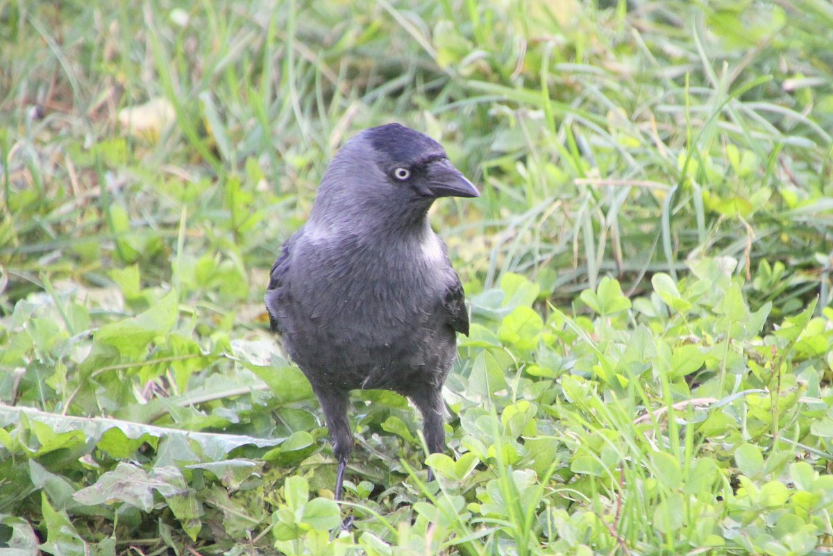 Плюшевая Галка