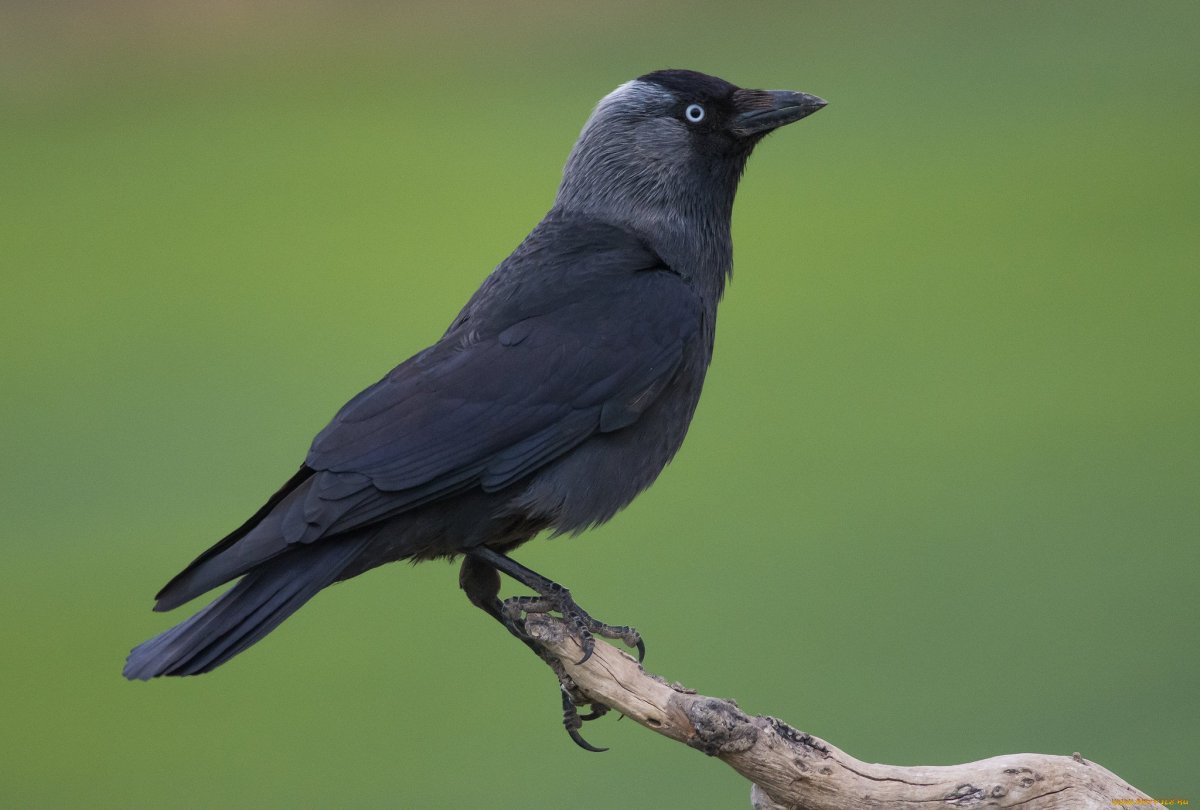 Галка обыкновенная