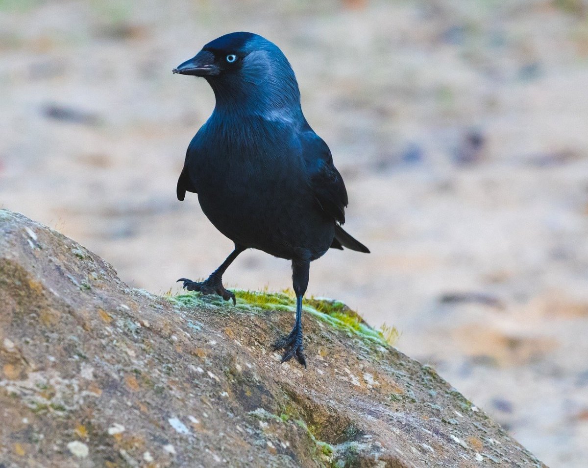 Синяя Галка