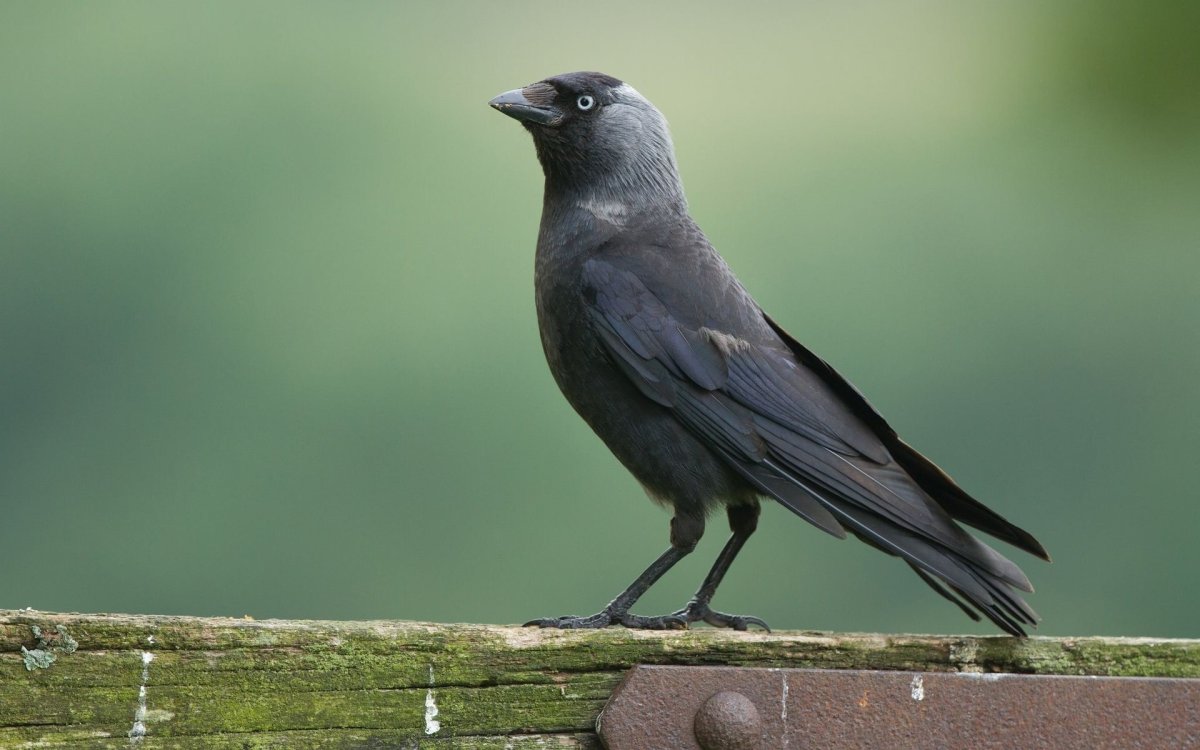 Галка –Corvus monedula l